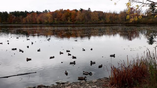 Autumn lake shoreline with ducks swimming in calm water. Scenic pond view with fall foliage and waterfowl. Mud Lake in fall season in Ottawa, Canada