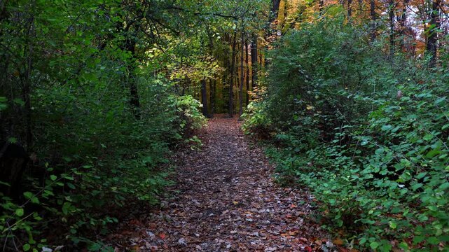 Forest hiking path covered with fallen autumn leaves leading through green bushes. Walking trail during light rain