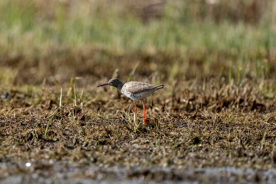 Common Redshank Walking Through Marsh
