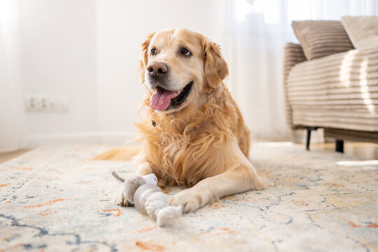 Golden Retriever Playing With Dog Toy