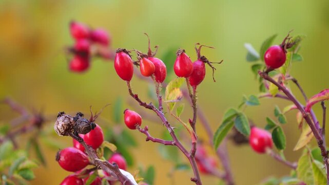 Closeup of dog rose berries (rosa canina), moved by the wind, with a blurry background	