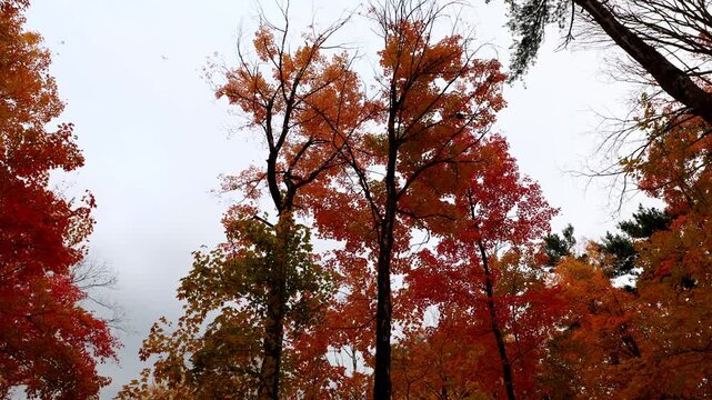 Tall trees in autumn forest against sky, looking up view