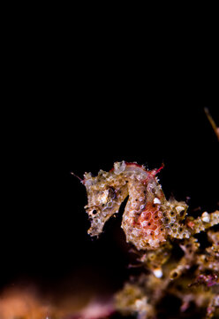Tiny Japanese Pygmy Seahorse Clinging to Soft Coral