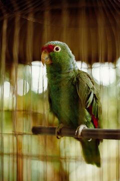 Green Parrot Inside A Metal Cage
