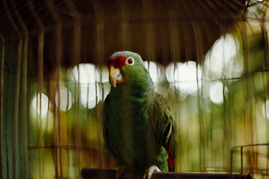 Green Parrot Inside A Metal Cage