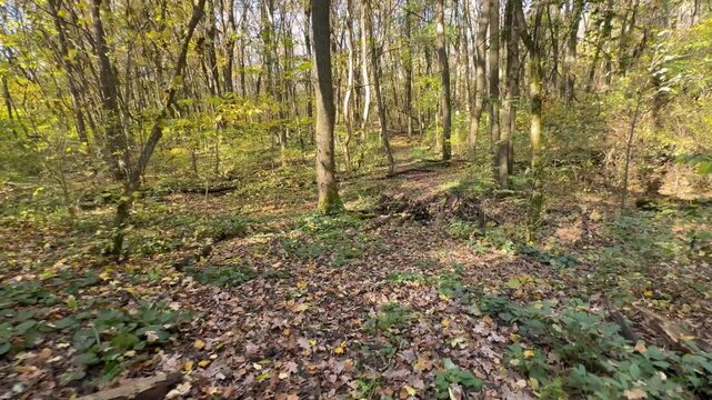 footpath in the woods