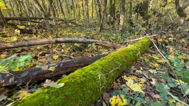 tree in the forest