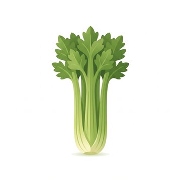 Fresh green celery stalk vector illustration on white background