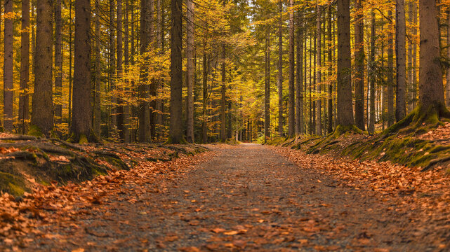 Foresta Bavarese