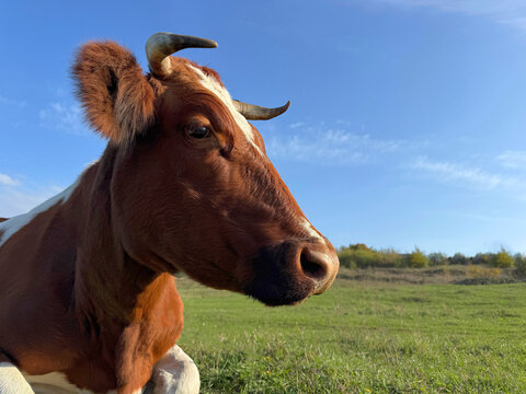 Brown cow in the field