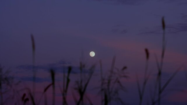 Full moon shining in twilight sky with silhouetted grass flowers at dusk
