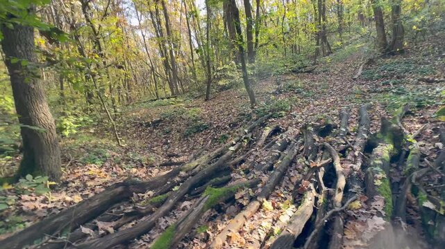 trees in the forest