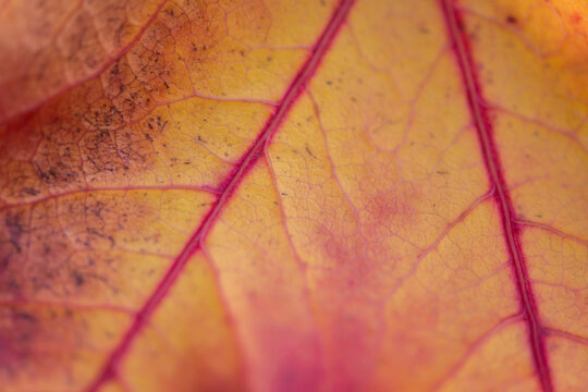 yellow autumn leaf with red veins macro background