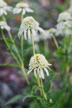 White Meringue Echinacea Flower Blooming Outdoors Daylight