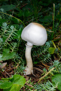 A white dapperling (Leucoagaricus leucothites, currently also classified as Leucocoprinus leucothites) is documented in its natural habitat in southern Ukraine.