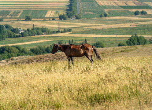 Thin chestnut horse with a visible rib cage grazing in tall golden grass on a hill above farm fields near Karakol, Kyrgyzstan.