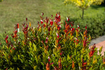 Closeup of a vibrant syzygium myrtifolium shrub with striking red new growth leaves contrasting against mature green foliage in a sunny garden setting © ridwanhassan