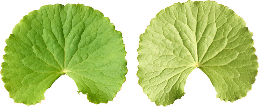 Front and back of gotu kola leaf isolated on white background. Fresh green centella asiatica or indian pennywort foliage. Medicinal herb in close-up.