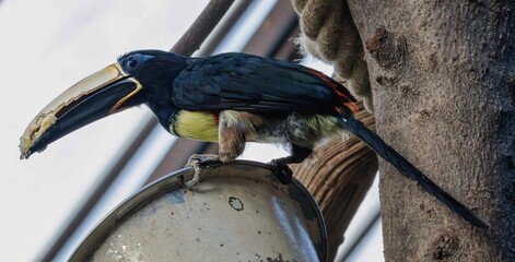 Bird photo: a toucan that has successfully foraged for food © Rolf