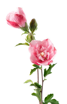 Pink double hibiscus flowers with green leaves isolated on white background. Hibiscus rosa-sinensis.