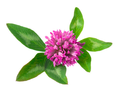 Clover flowers isolated on white background. Pink clover on a stem with green leaves. Medicinal herb.
