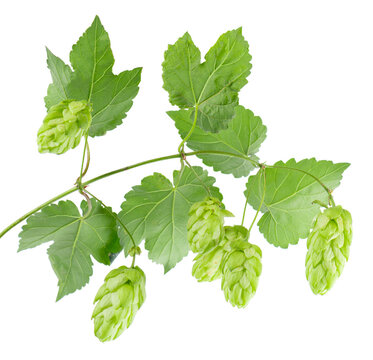 Fresh green hop branch isolated on white background. Hop cones. Beer brewing ingredient.
