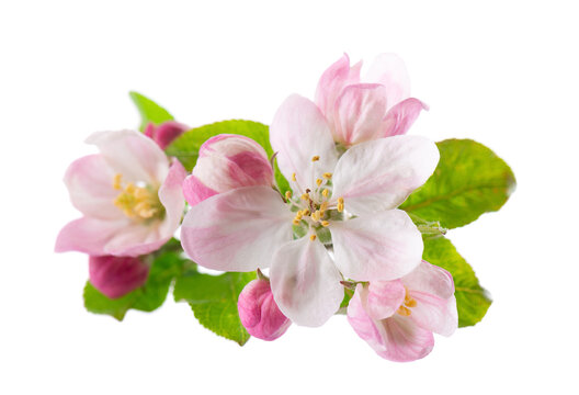 Spring apple blossom isolated on white background. Branch of flowering apple tree with pink and white flowers and green leaves. Clipping path.