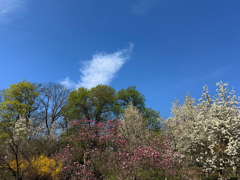 Spring nature with blossoming magnolia trees