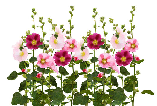 Pink Mallow flowers and green leaves in a floral fence isolated on white or transparent background. Loopable pattern.
