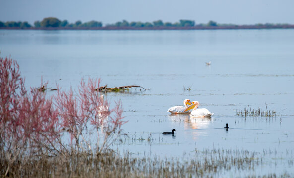 A flock of pelican birds walks along the blue lake of Cyprus. Flying pelicans in the blue sky. Waterfowl at the nesting site.