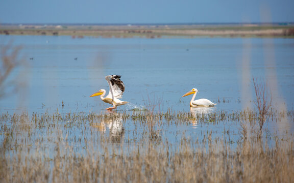 A flock of pelican birds walks along the blue lake of Cyprus. Flying pelicans in the blue sky. Waterfowl at the nesting site.