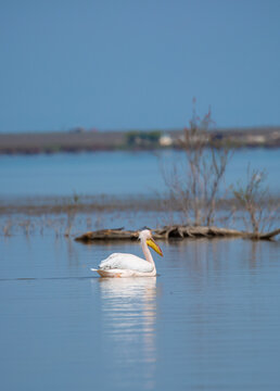 A flock of pelican birds walks along the blue lake of Cyprus. Flying pelicans in the blue sky. Waterfowl at the nesting site.