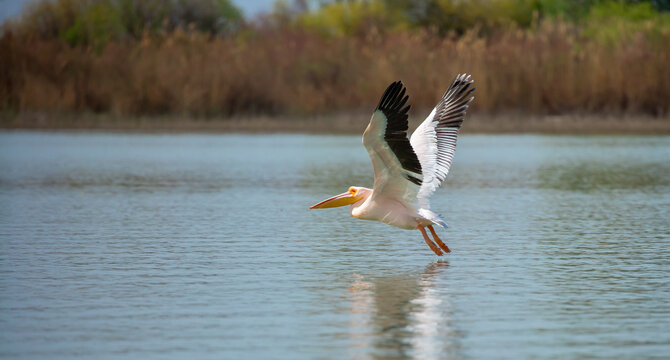 A flock of pelican birds walks along the blue lake of Cyprus. Flying pelicans in the blue sky. Waterfowl at the nesting site.