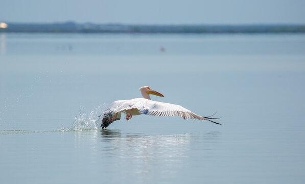 A flock of pelican birds walks along the blue lake of Cyprus. Flying pelicans in the blue sky. Waterfowl at the nesting site.