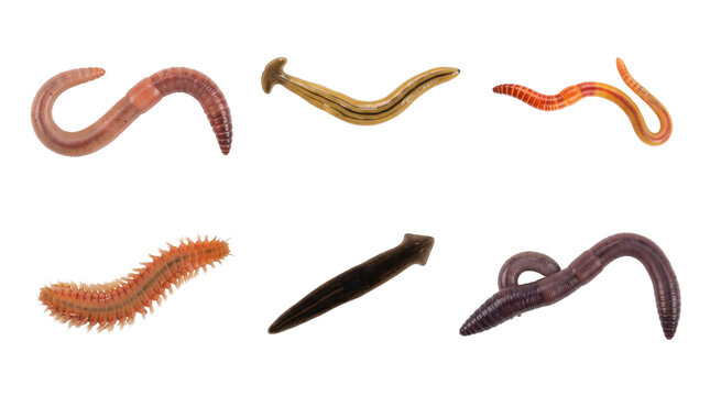 Six segmented worms and wormlike invertebrates isolated on transparent background. Earthworm and marine worm anatomy collection. Soil ecology and invertebrate biology.