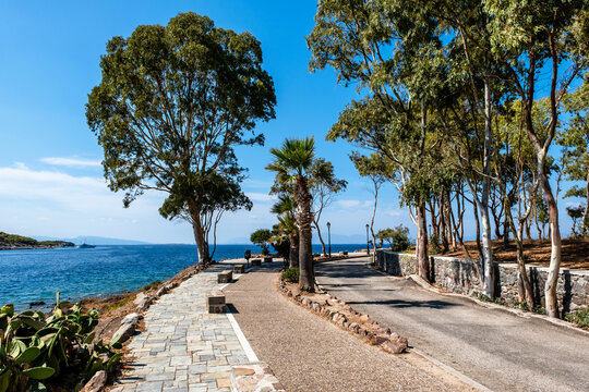 A paved coastal walkway flanked by tall eucalyptus trees, palm trees, and cactus vegetation curves alongside the vibrant blue sea under a clear sunny sky on Aegina Island, Greece.