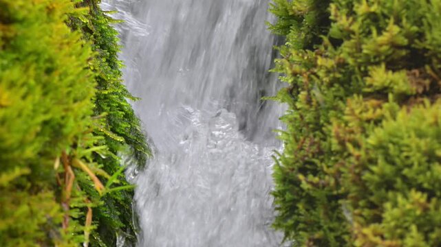 Wassertropfen fallen vom Moos der ber&uuml;hmten Schleierf&auml;lle in der Ammerschlucht bei Bad Bayersoien in Bayern. 