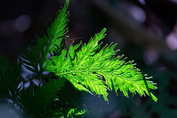 Bright green fern frond illuminated by sunlight against dark shade in a forest © wannasak