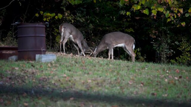 Two, young, whitetail buck deer playfully locking antlers in a field near woods in Northeastern Tennessee.
