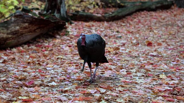 Wild turkey walking on leaf covered ground in autumn forest. Mud Lake Trail in fall in Ottawa, Canada