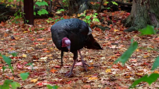 Male wild turkey walking on autumn leaves in the woods. Birdwatching at Mud Lake Trail in fall in Ottawa, Canada