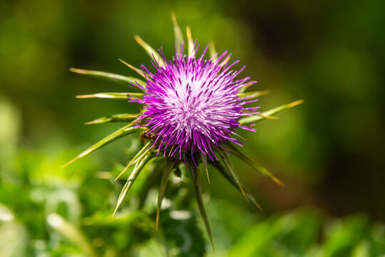 Purple thistle blooming on a sunny Spring day in Israel
