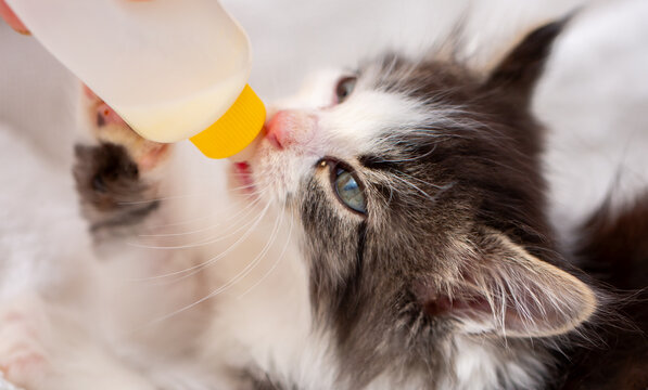 An adorable kitten drinks milk from a bottle while lying in a soft white pet bed. This sweet rescue kitten, being bottle-fed, symbolizes animal care, fostering, pet adoption, and veterinary care.