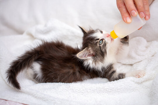 An adorable kitten drinks milk from a bottle while lying in a soft white pet bed. This sweet rescue kitten, being bottle-fed, symbolizes animal care, fostering, pet adoption, and veterinary care.