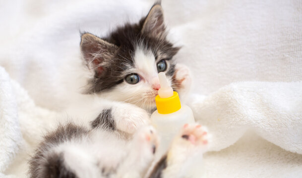 An adorable kitten drinks milk from a bottle while lying in a soft white pet bed. This sweet rescue kitten, being bottle-fed, symbolizes animal care, fostering, pet adoption, and veterinary care.