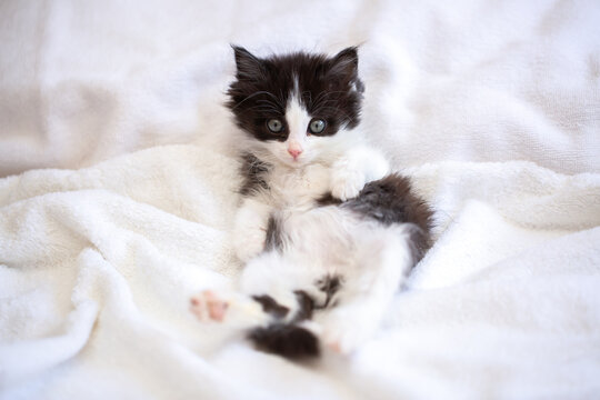 Adorable black and white fluffy kitten lying on its back in a soft white pet bed. Cute playful baby cat indoors, cozy home, pet care, animal welfare and companion animal concept.