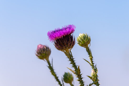 Purple thistle blooming on a sunny Spring day in Israel
