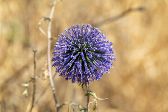 The purple flower head of a Globe Thistle, Echinops adenocaulos Boiss growing wild in northern Israel.
