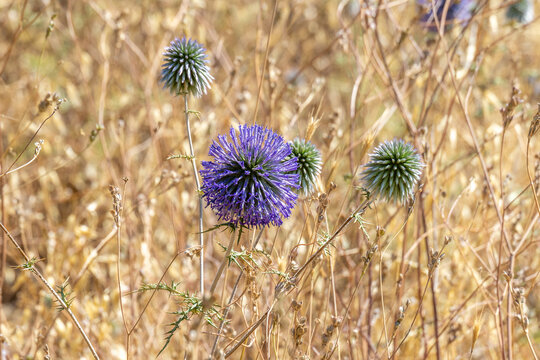 The purple flower head of a Globe Thistle, Echinops adenocaulos Boiss growing wild in northern Israel.
