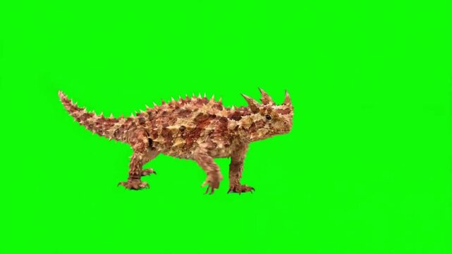 Thorny devil lizard walking on green screen chroma key background
